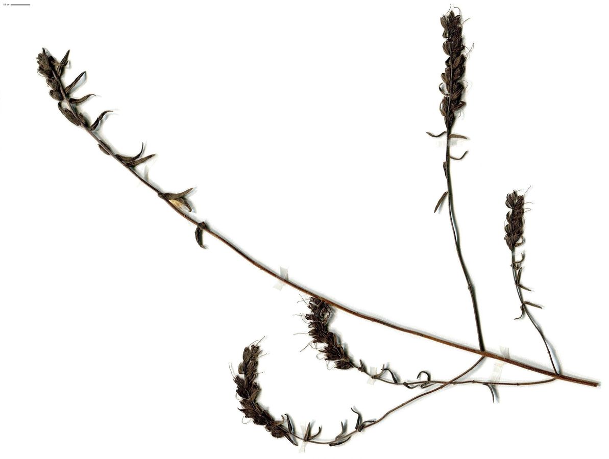 Odontites vernus subsp. serotinus (Orobanchaceae)